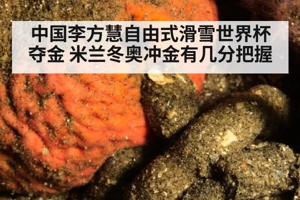 中国李方慧自由式滑雪世界杯夺金 米兰冬奥冲金有几分把握